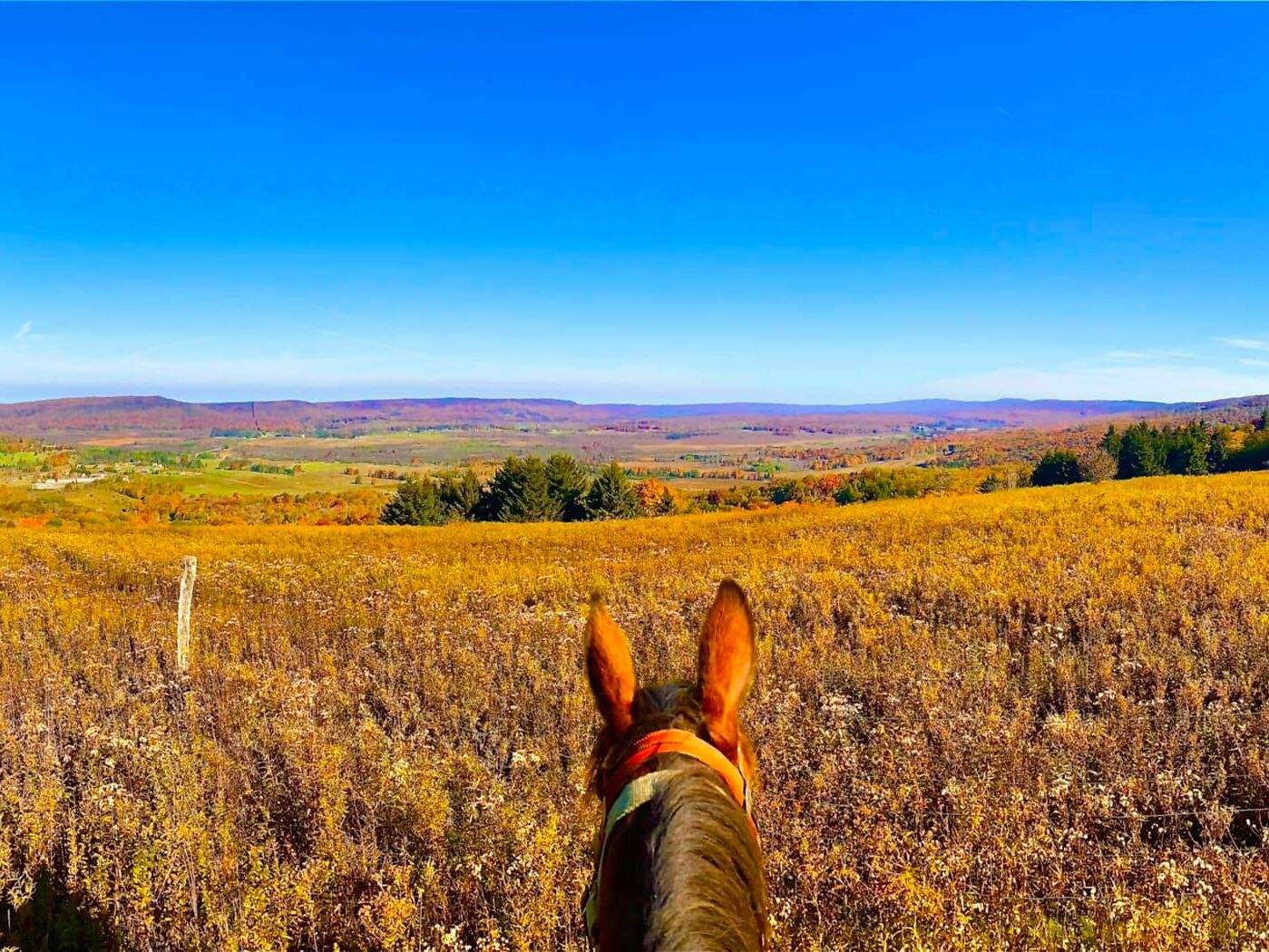 Picture of Mountain Trail Rides Horseback Riding & More