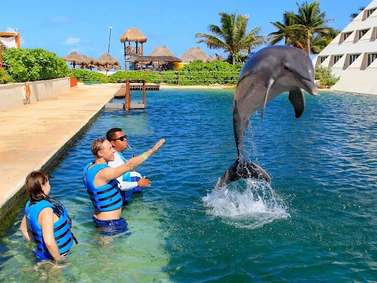 Picture of Swim With Dolphins