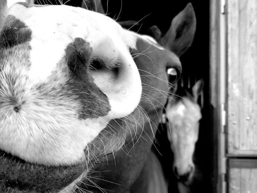 Picture of Mount Mansfield Equestrian Center