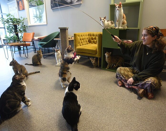 Picture of Naughty Cat Cafe