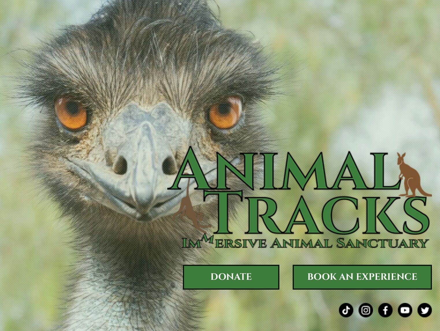 Picture of Animal Tracks
