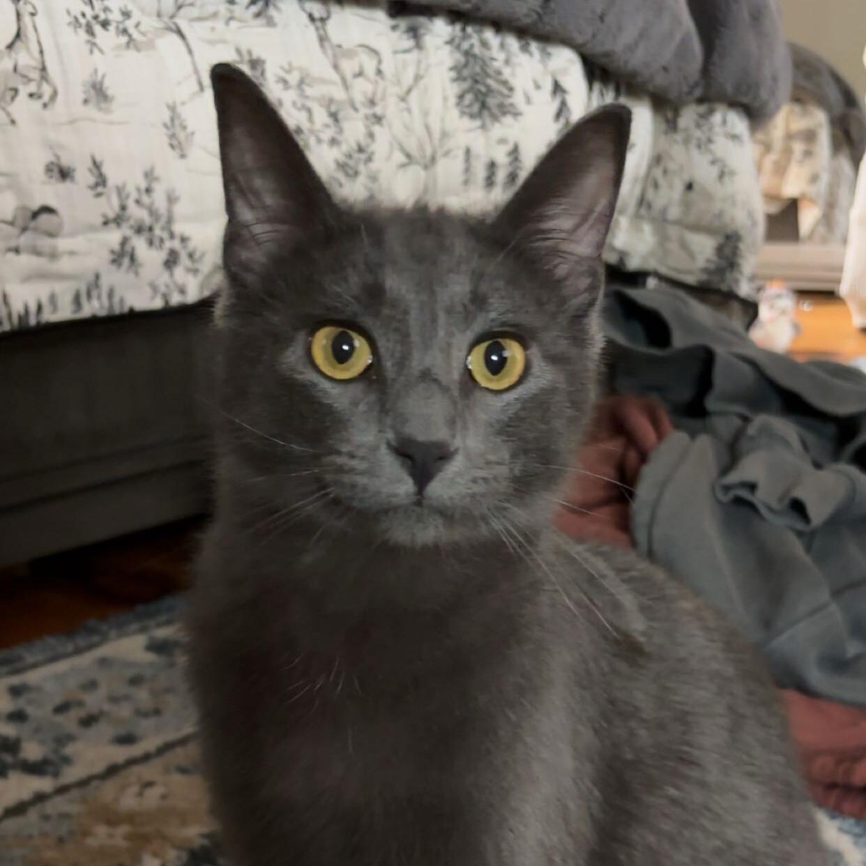 Miso