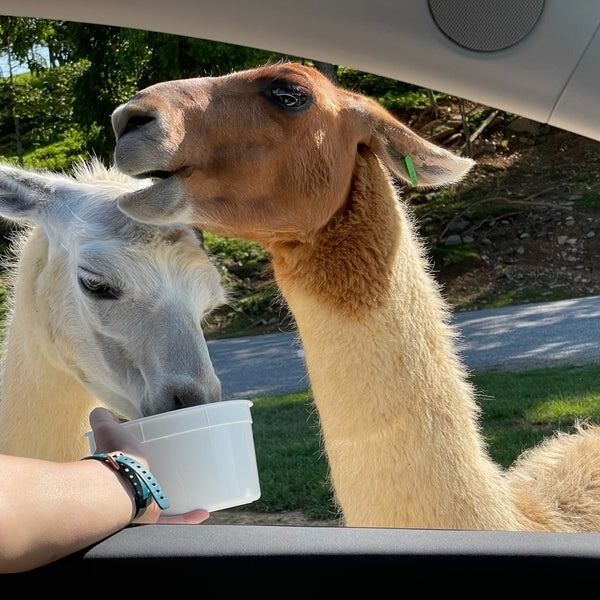 Picture of Virginia Safari Park