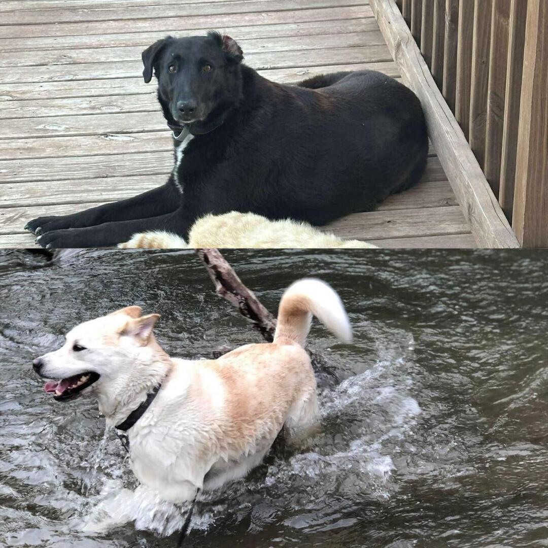 Ruger and Charley 
