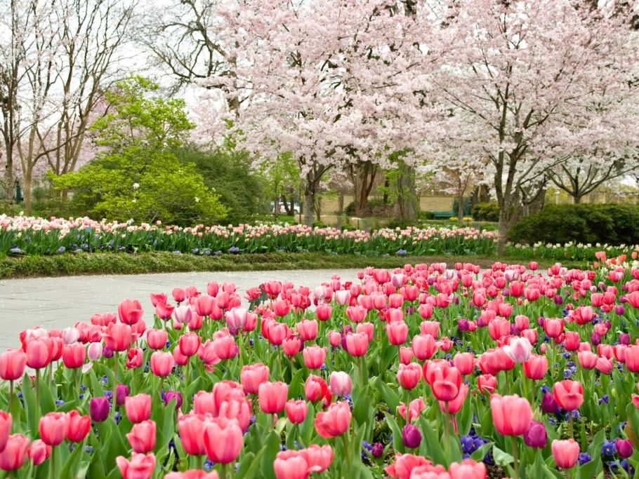Picture of The Dallas Arboretum and Botanical Garden