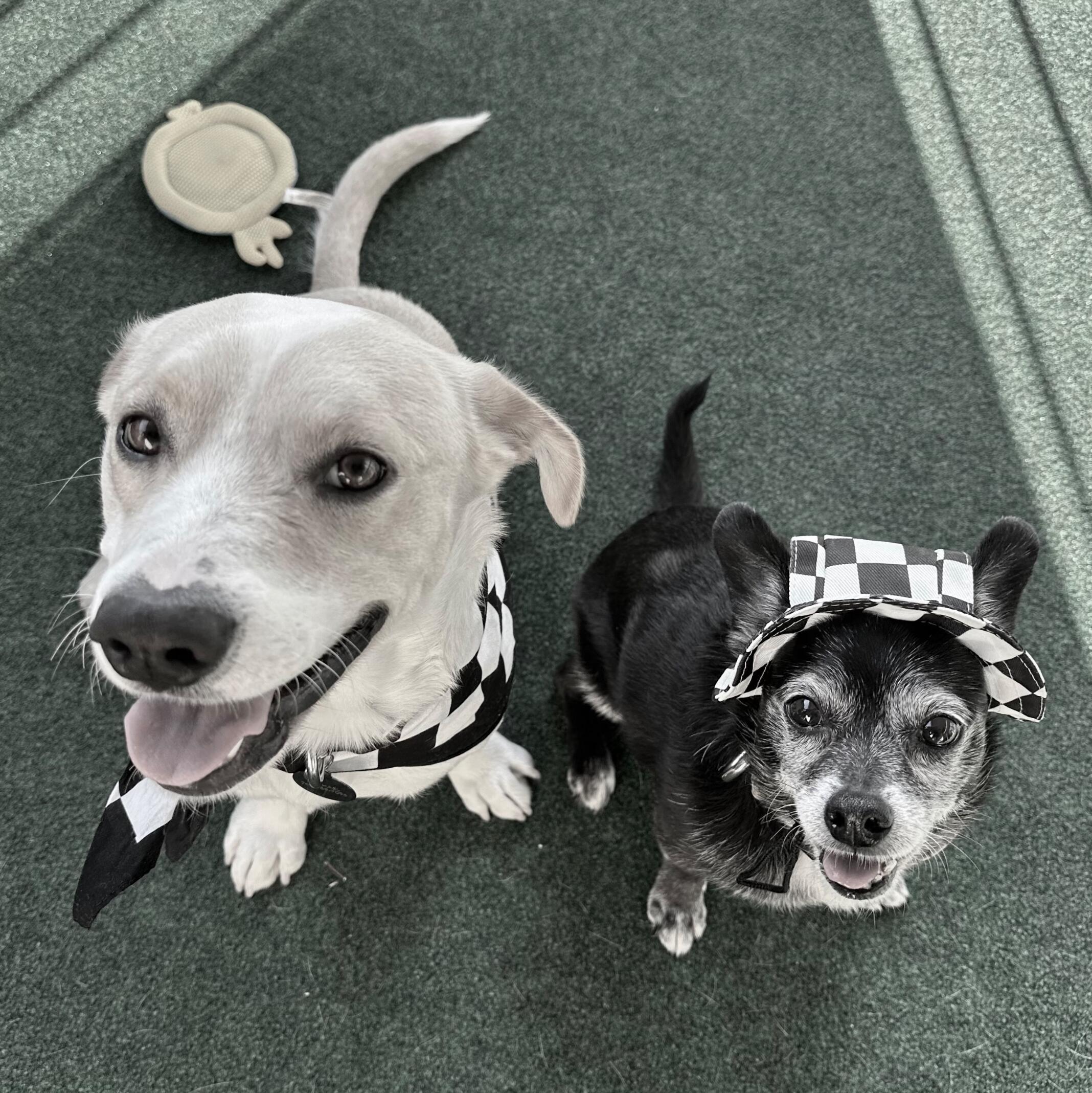 Ace and Nala 