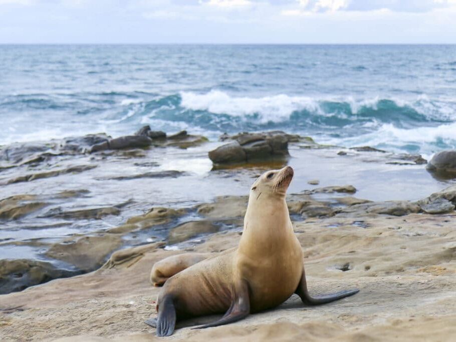 Picture of La Jolla Cove
