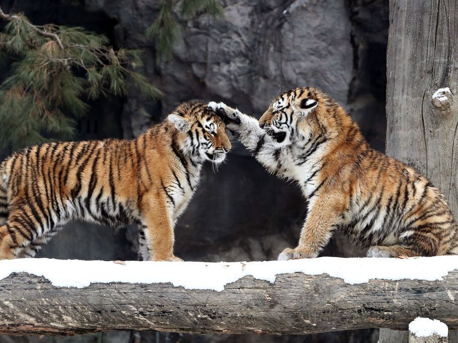 Picture of Denver Zoo