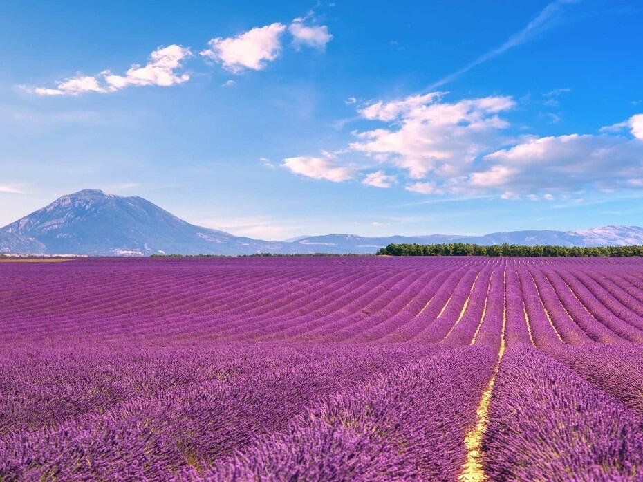 Picture of Plateau de Valensole