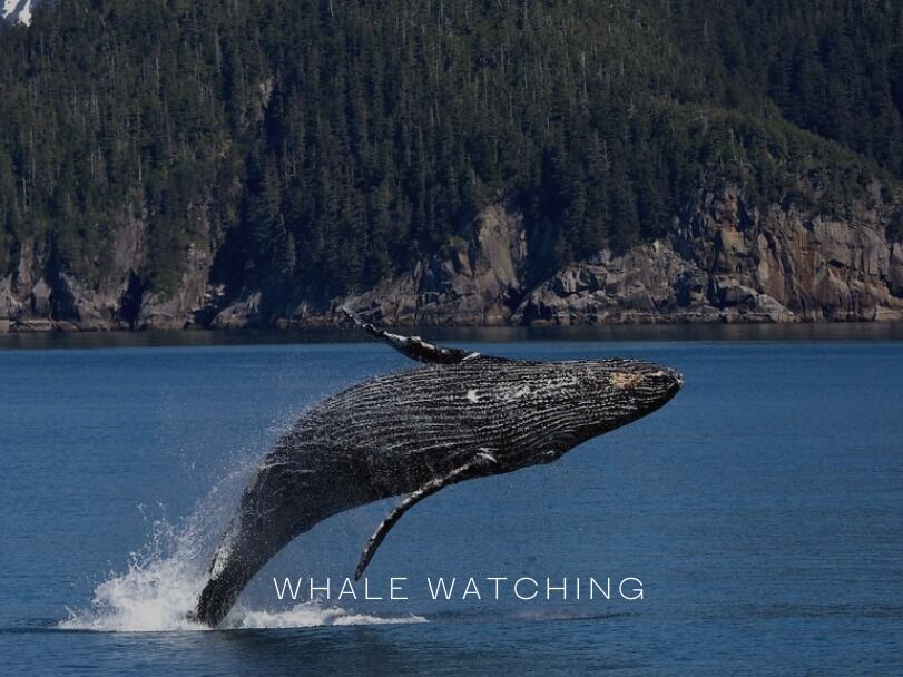 Picture of 2️⃣ Go Whale Watching