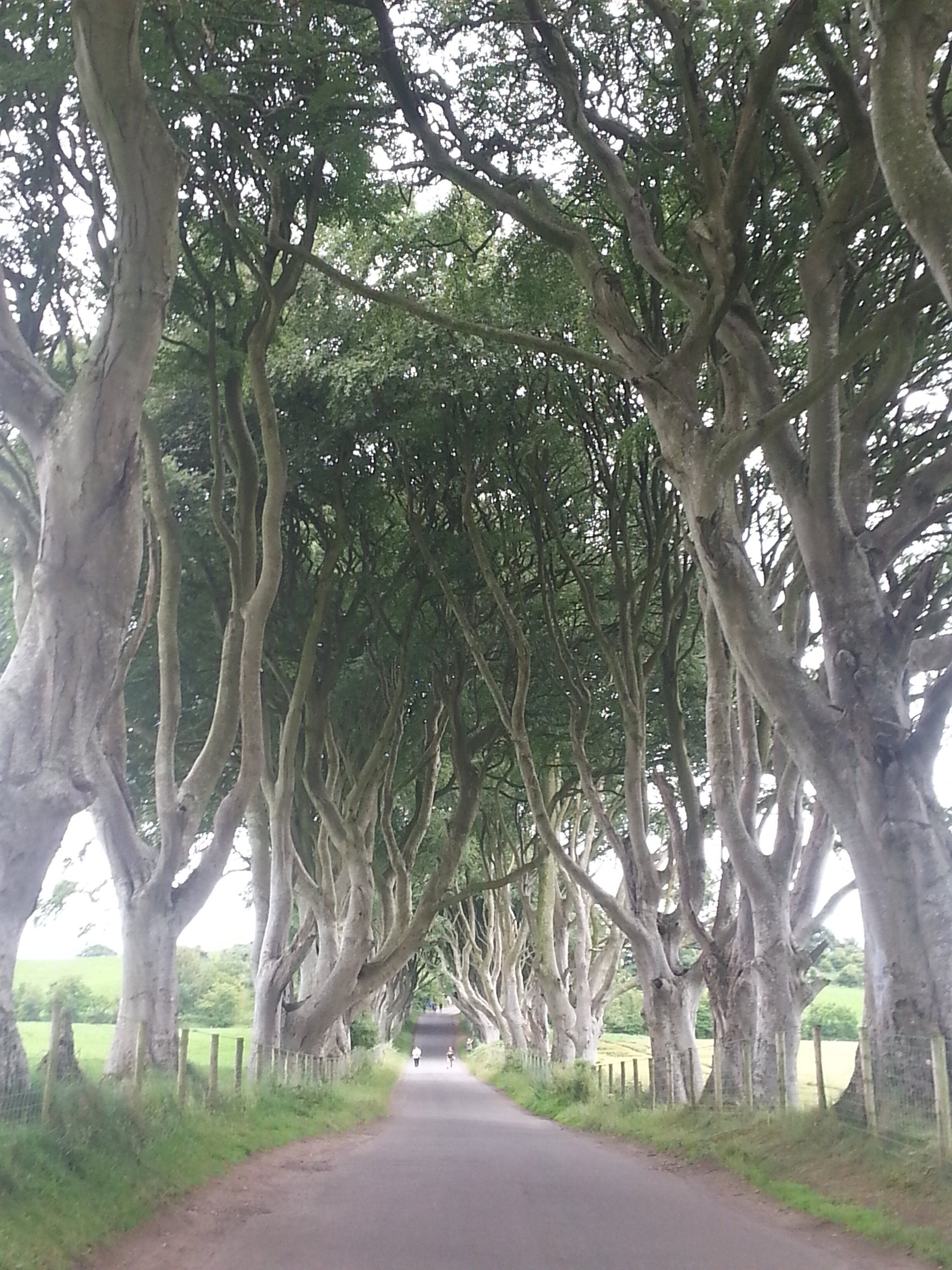 Picture of The Dark Hedges