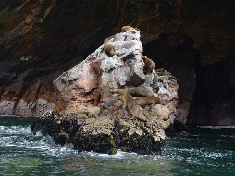 Picture of Sea Lion Caves