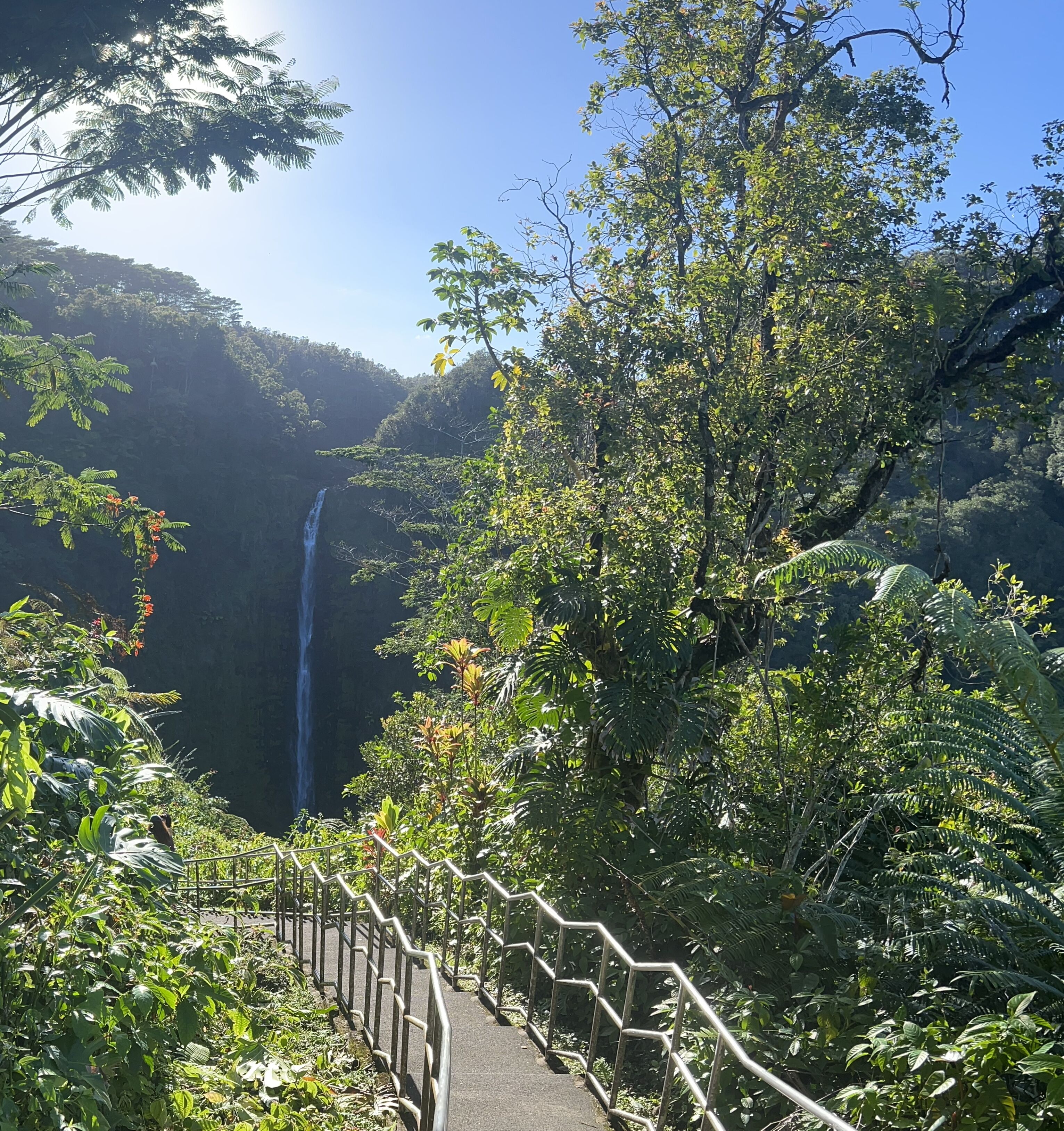 Picture of Akaka Falls State Park (2 Hour Drive from Kona)
