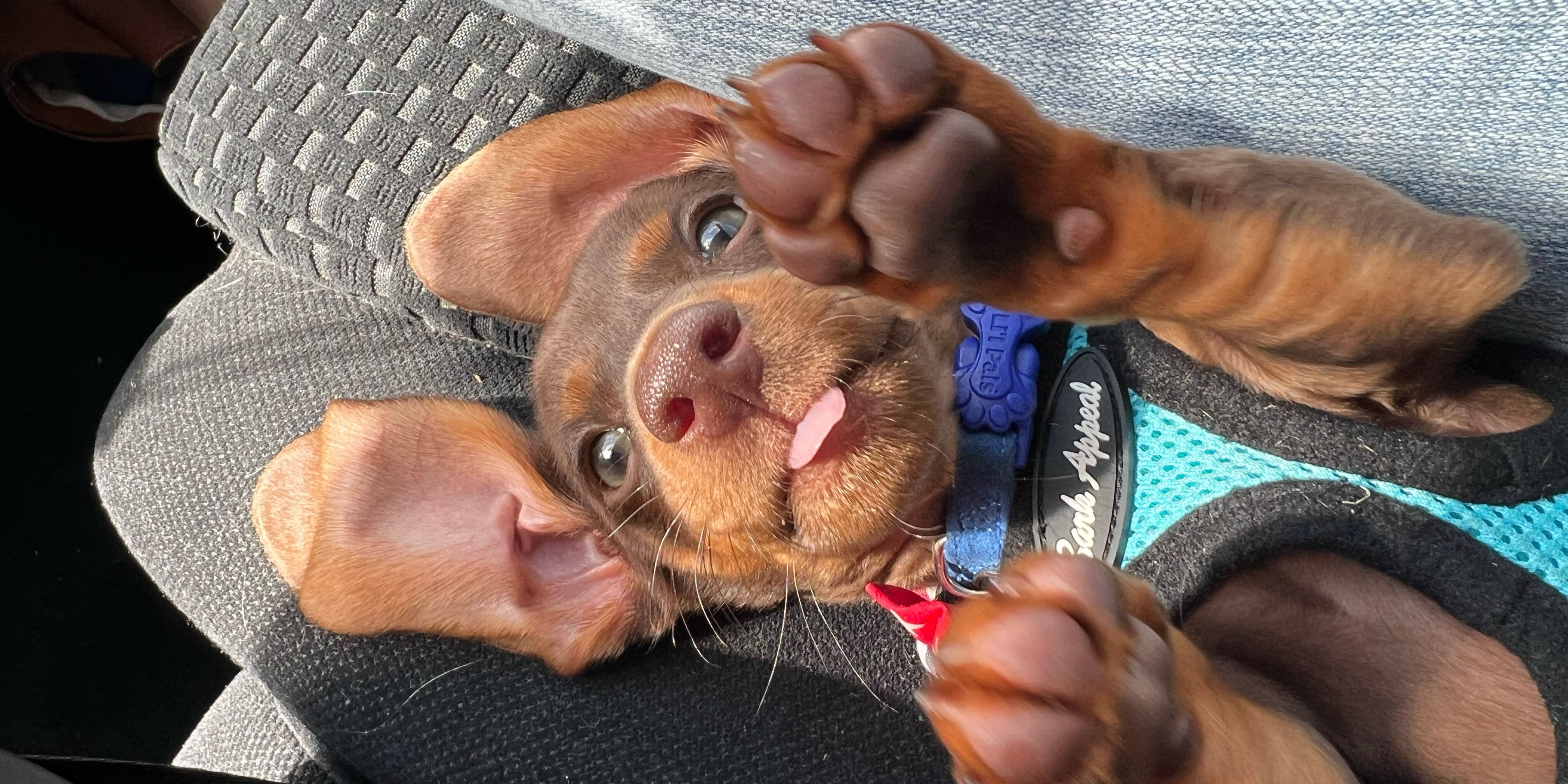 Picture of Bella Bella Bella!