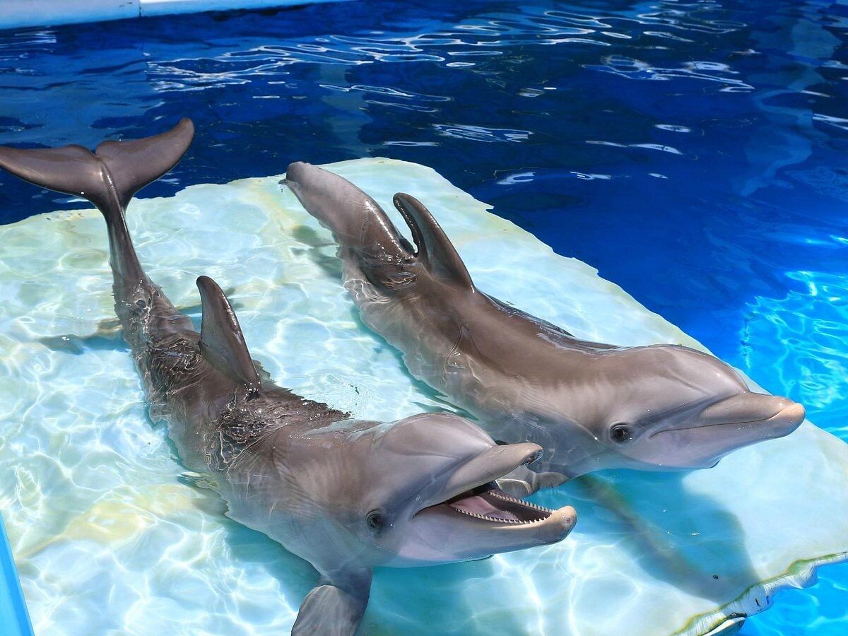 Picture of Clearwater Marine Aquarium