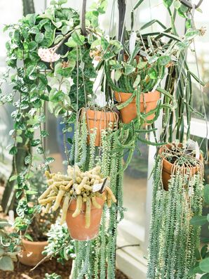 Hanging Potted Plants Décor