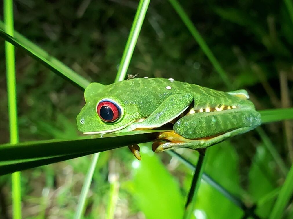 Picture of Night Tour of the Jungle