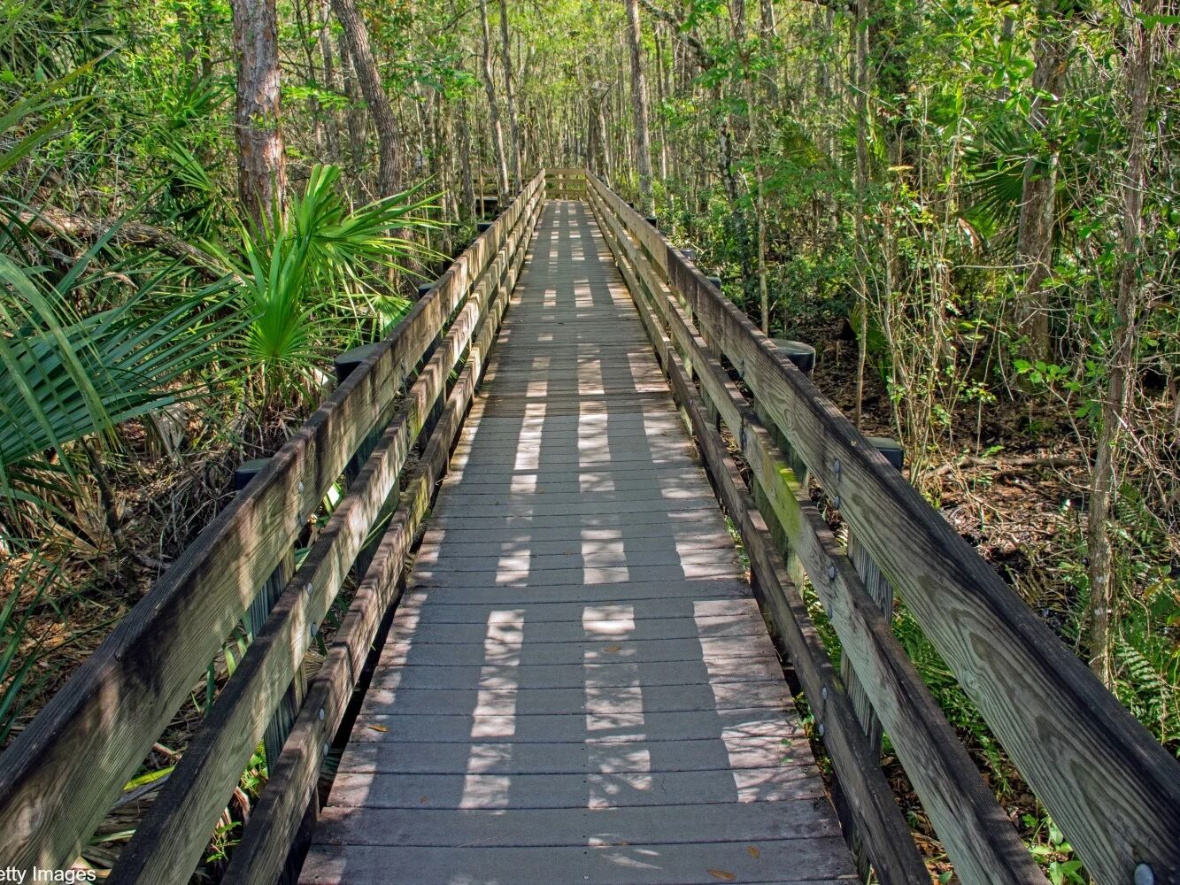Picture of Six Mile Cypress Slough Preserve