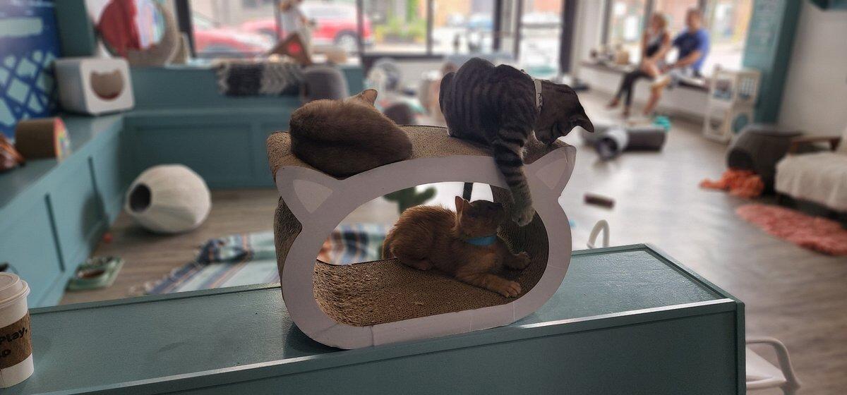 Picture of Purrfect Day Cat Café