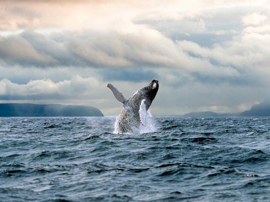 Picture of Gatherall's Puffin & Whale Watch
