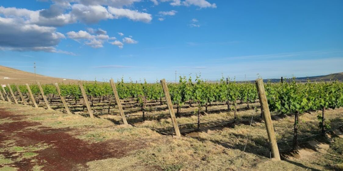 Picture of Columbia Valley Wineries