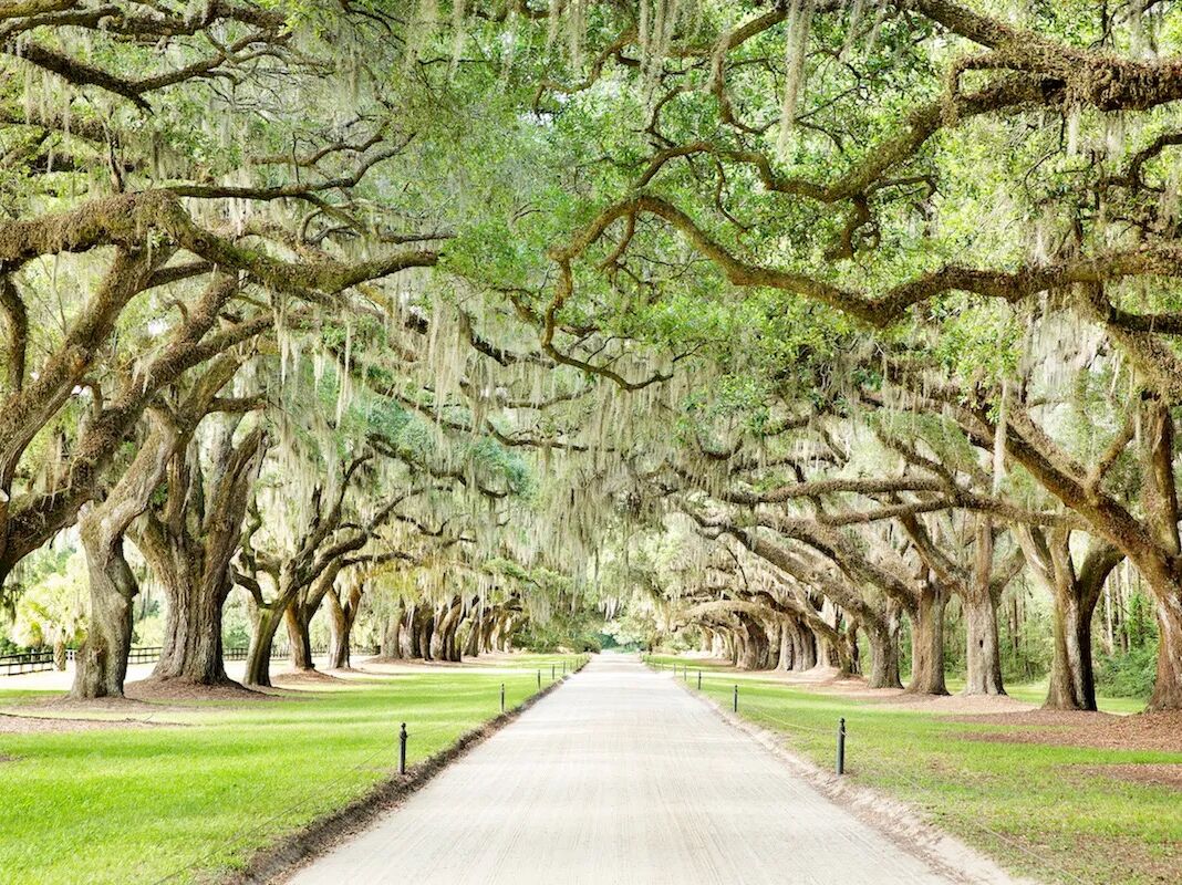 Picture of Boone Hall Plantation & Gardens