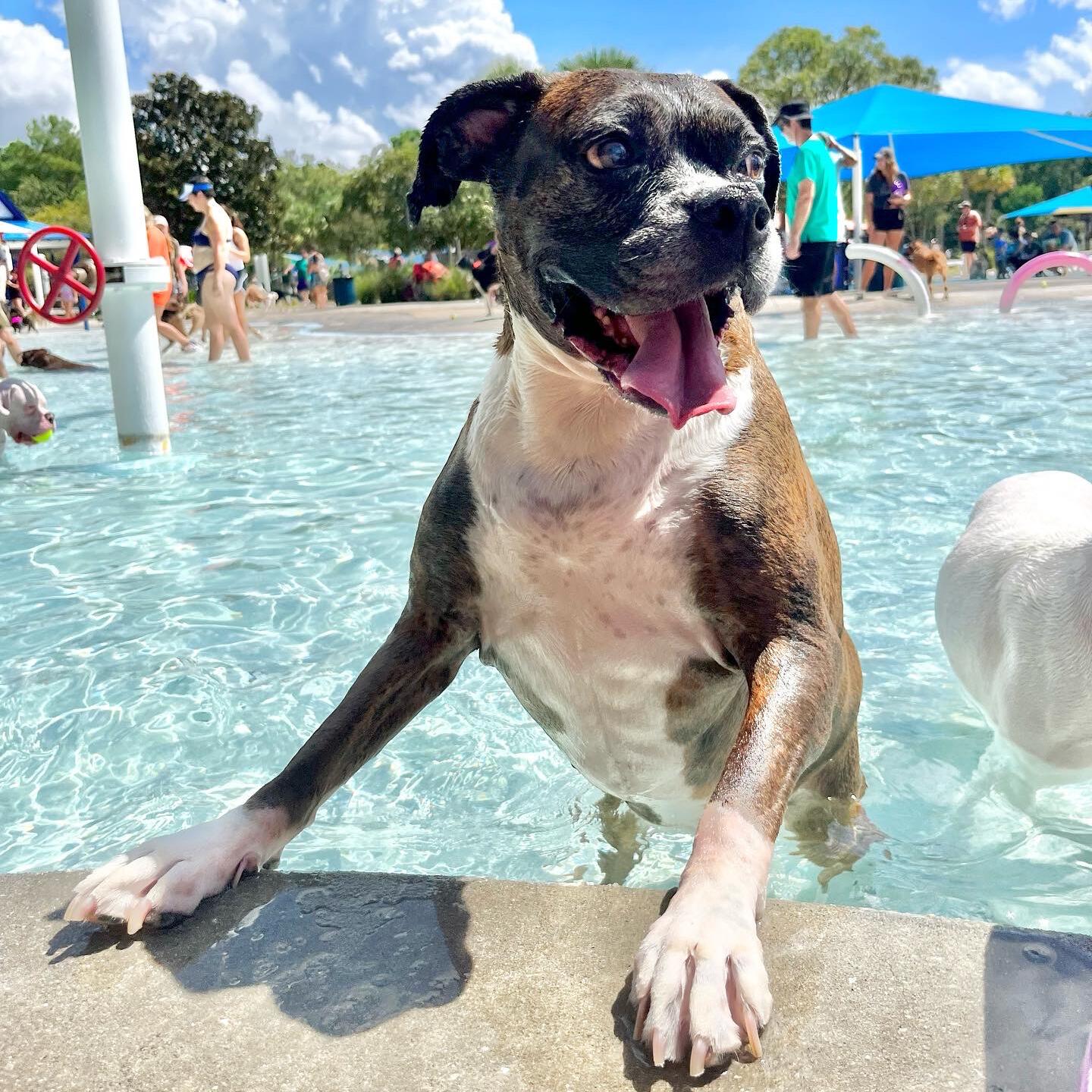 Dallas