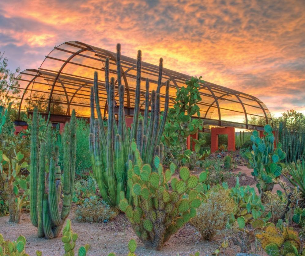 Picture of Desert Botanical Garden