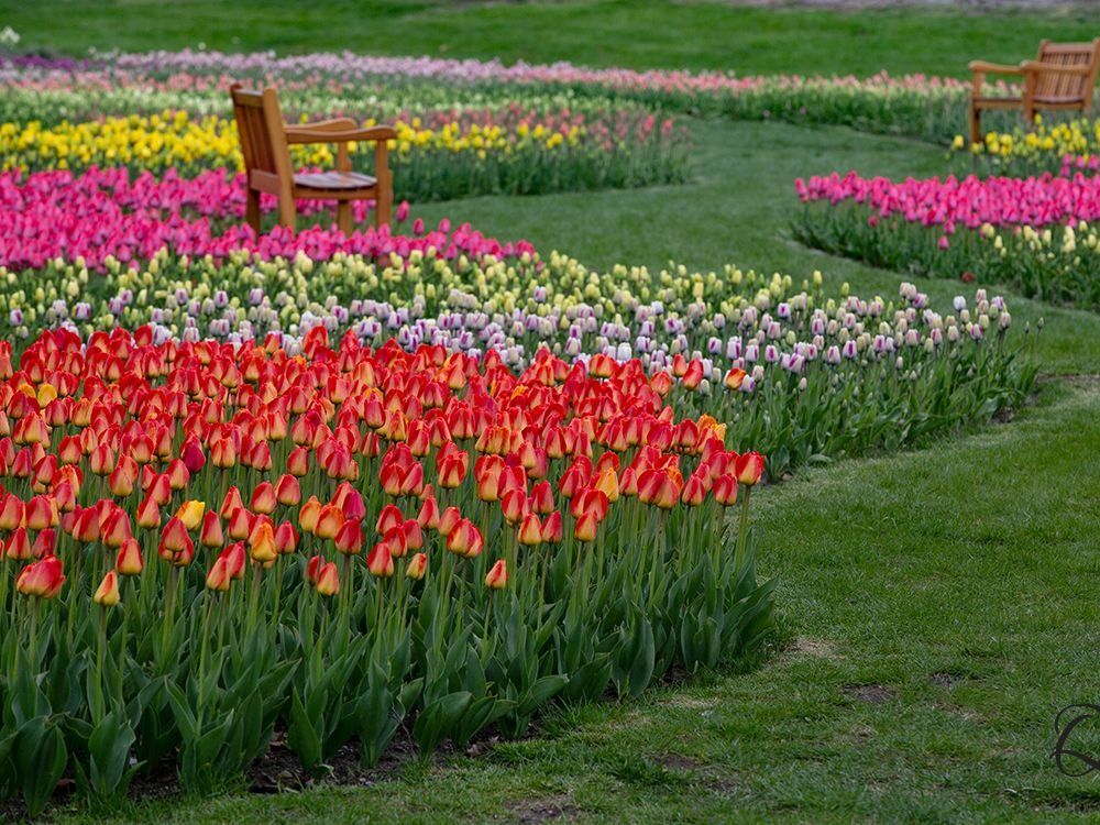 Picture of Tulip Time Festival Office