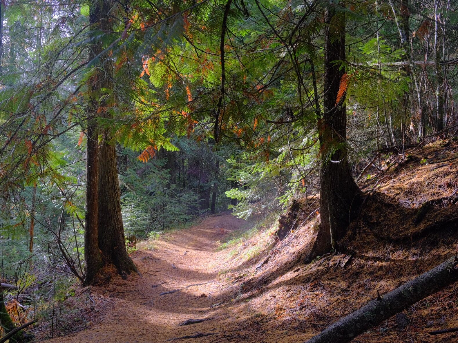 Picture of Moscow Mountain