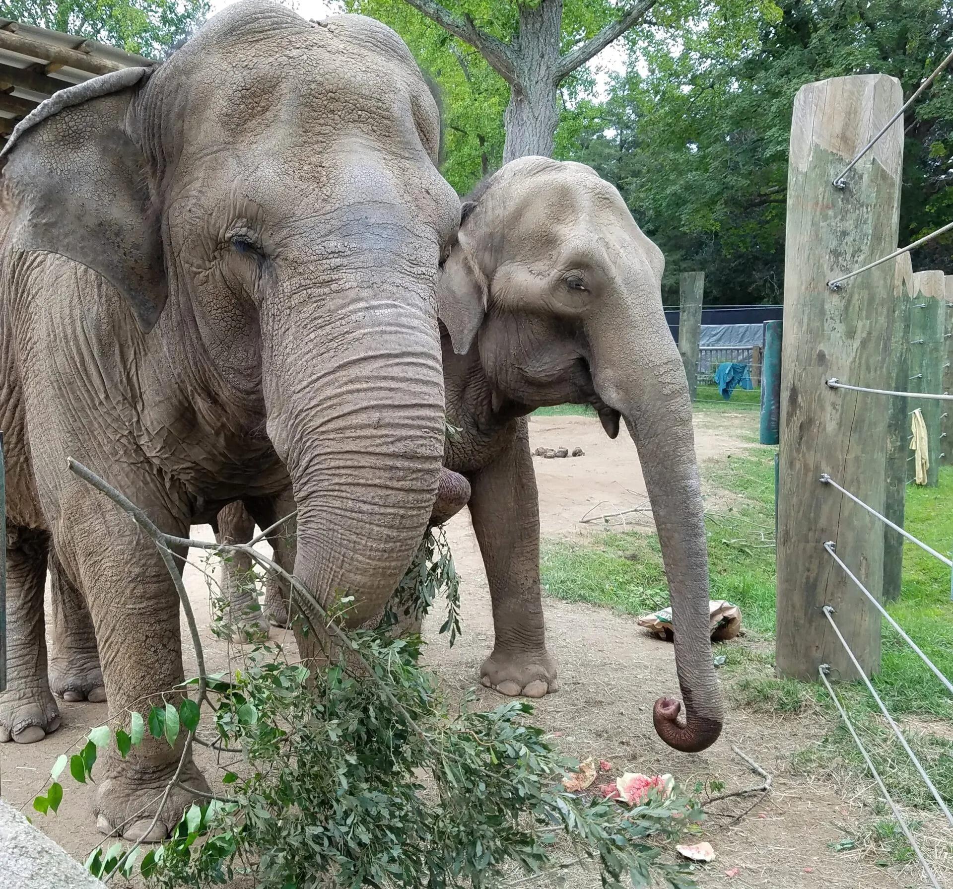 Picture of Buttonwood Park Zoo