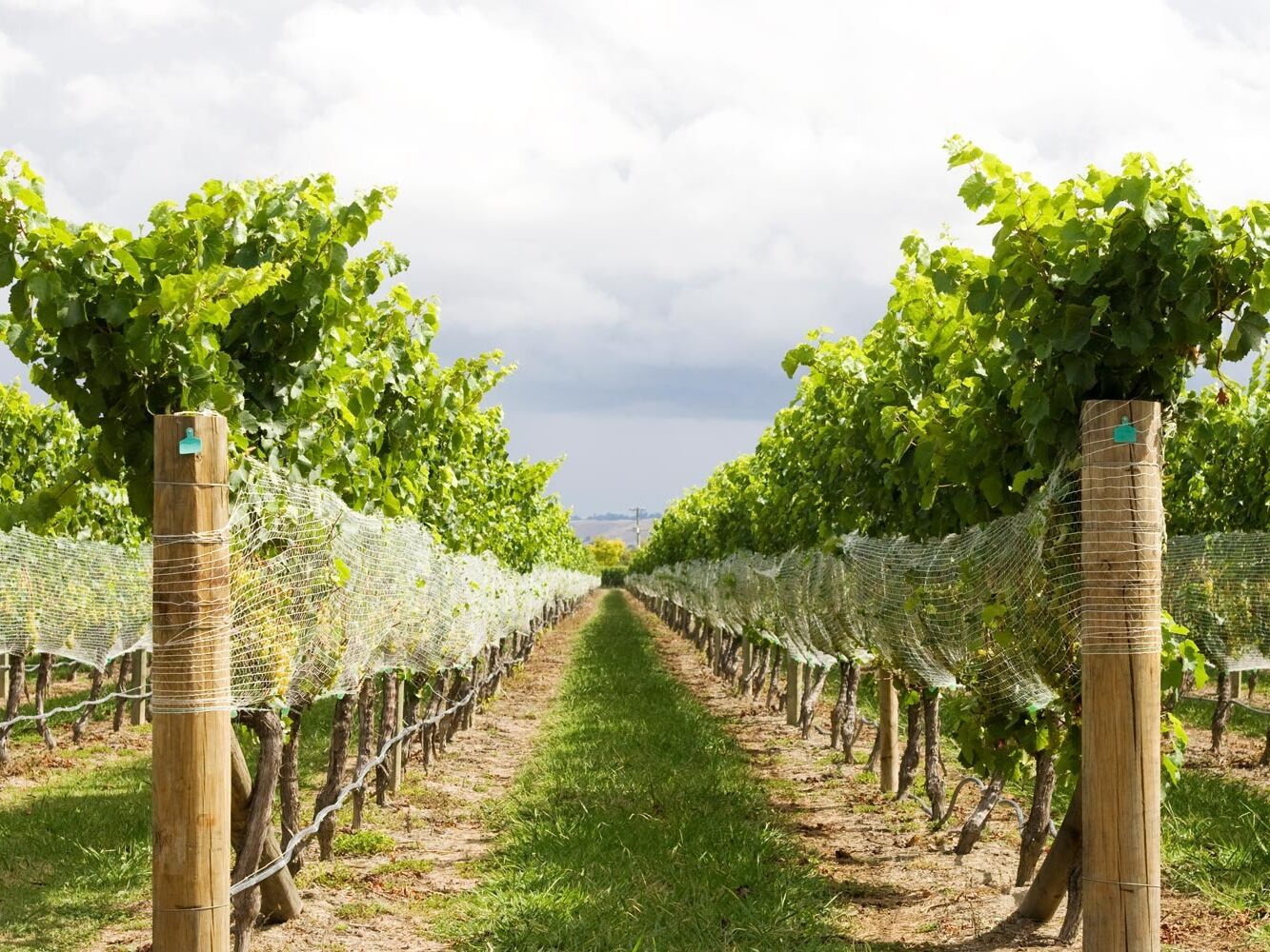 Picture of Newport Vineyards