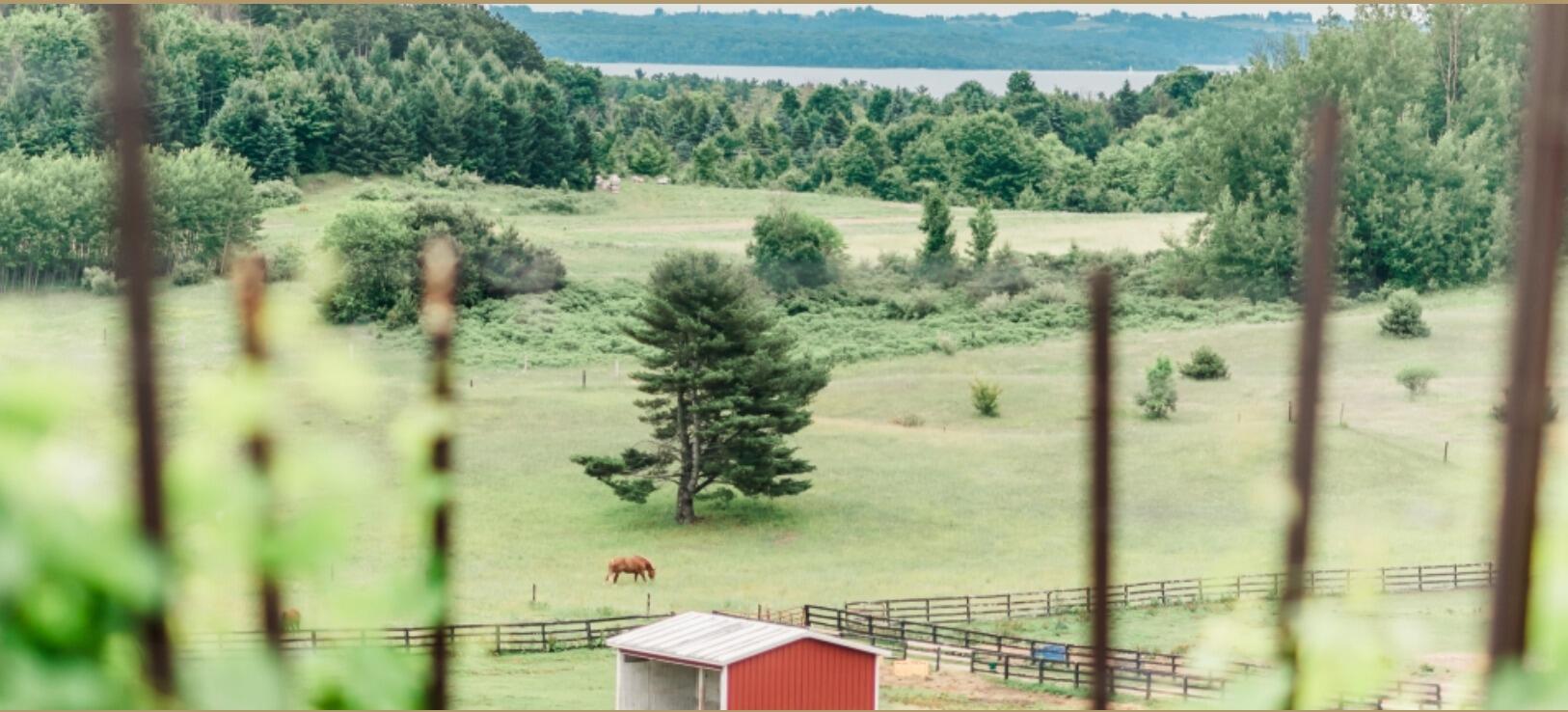 Picture of Black Star Farms Old Mission