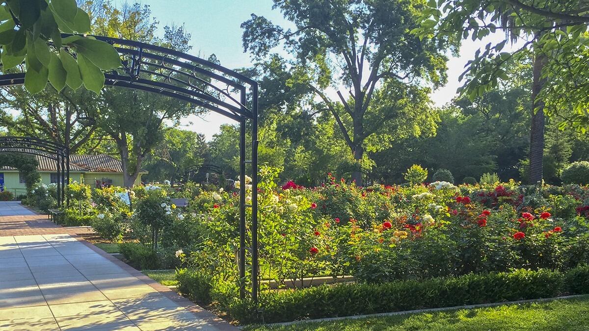 Picture of McKinley Rose Garden