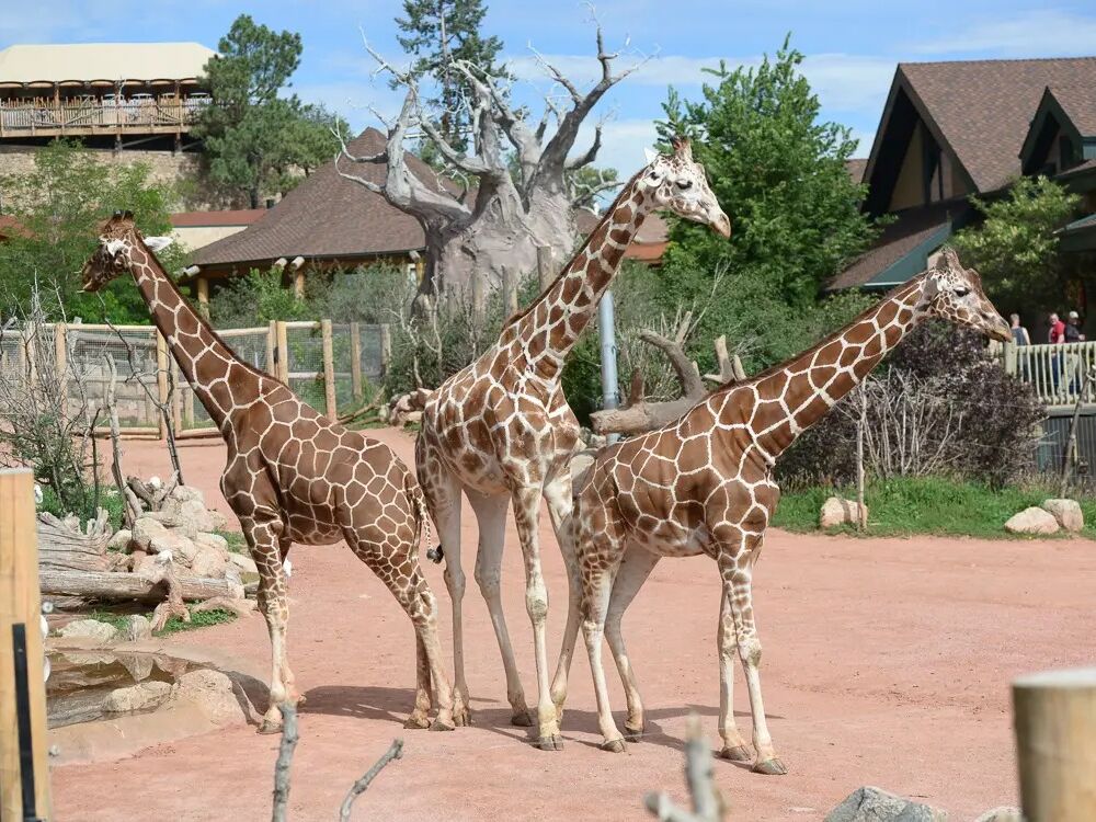 Picture of Cheyenne Mountain Zoo