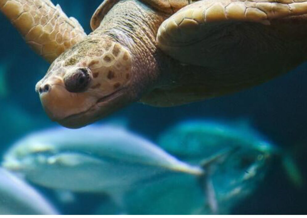 Picture of South Carolina Aquarium