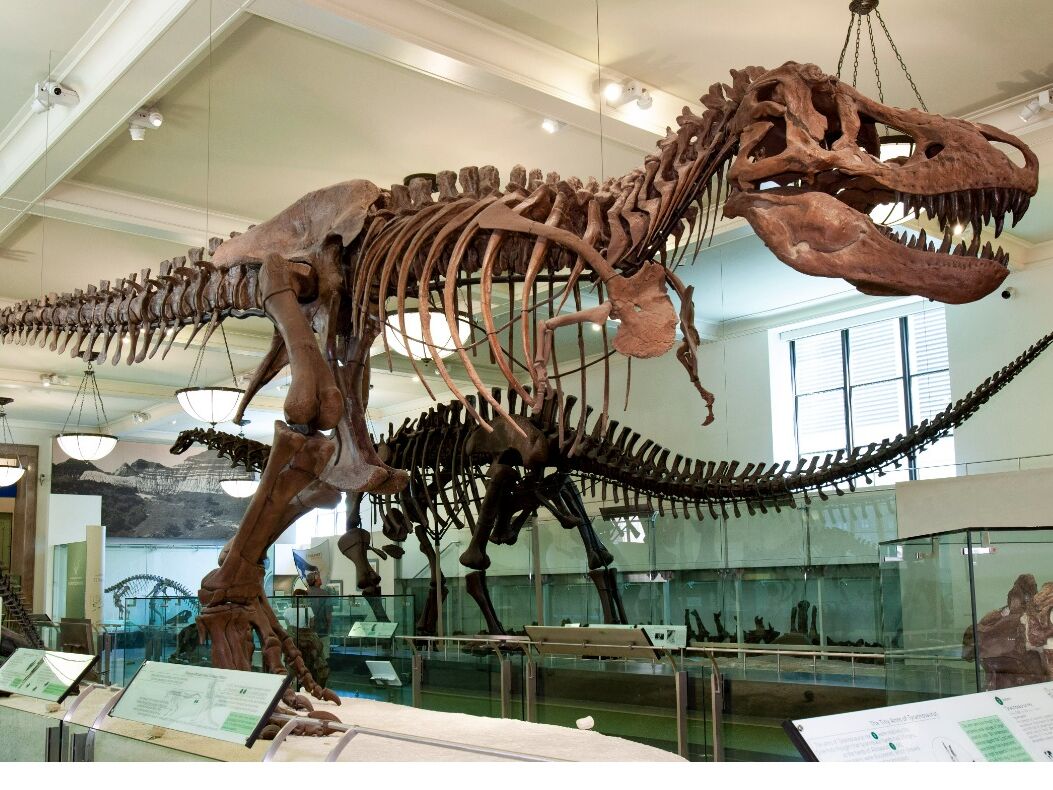 Picture of American Museum of Natural History