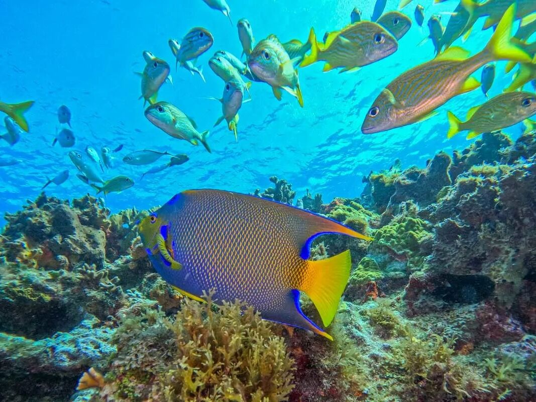 Picture of Go Snorkeling in the Tulum Ocean
