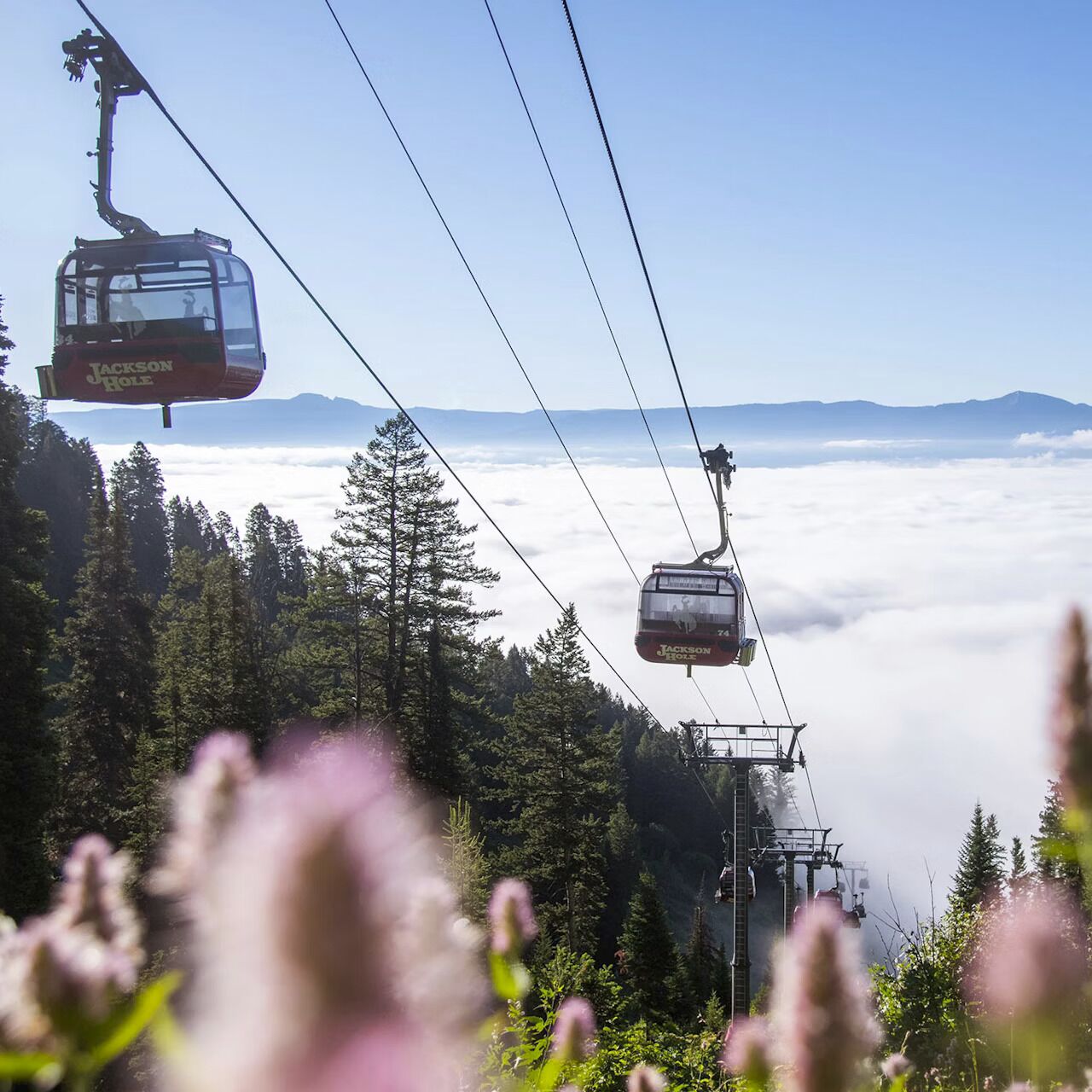 Picture of Jackson Hole Aerial Tram and Gondola Rides