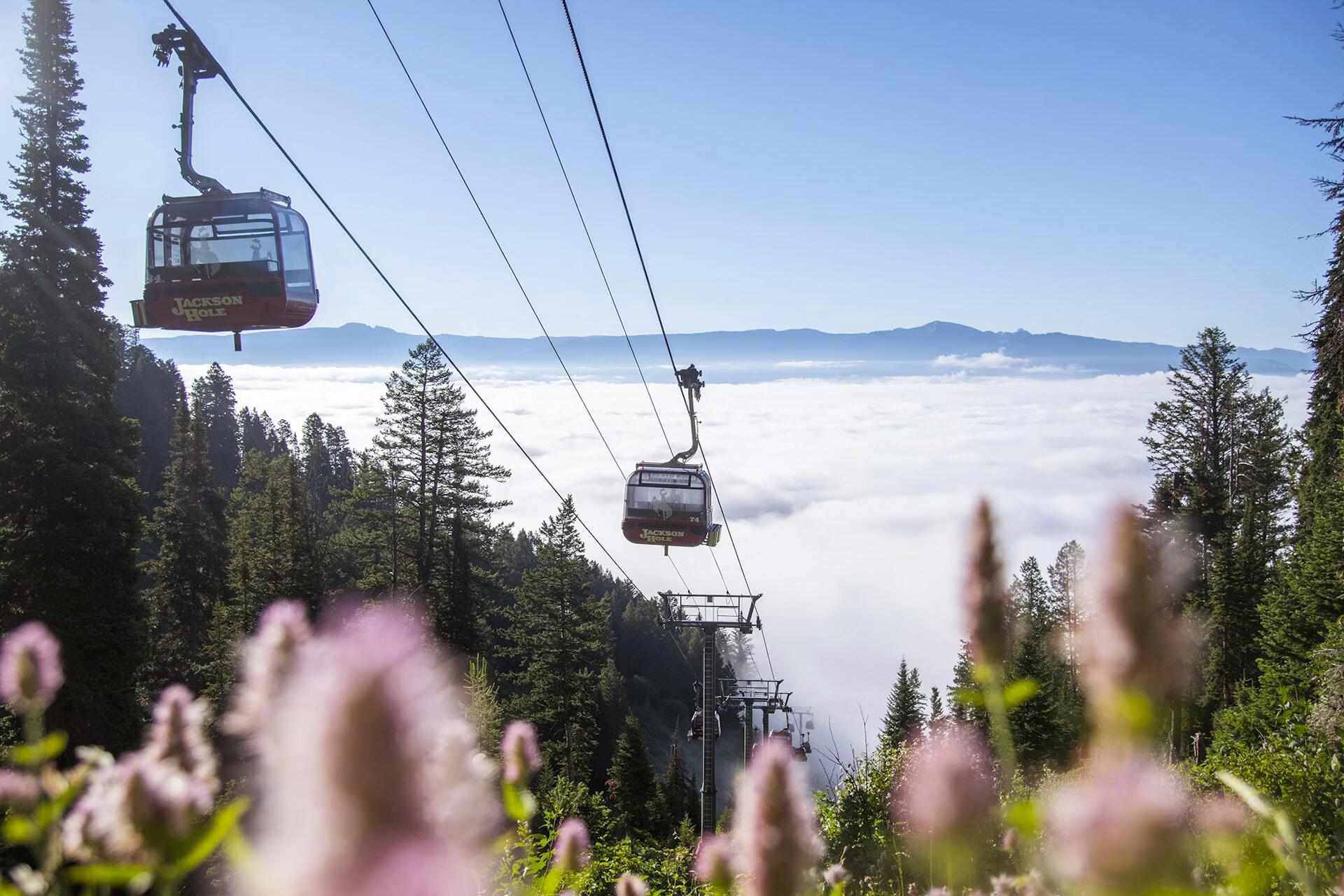 Picture of Jackson Hole Aerial Tram and Gondola Rides