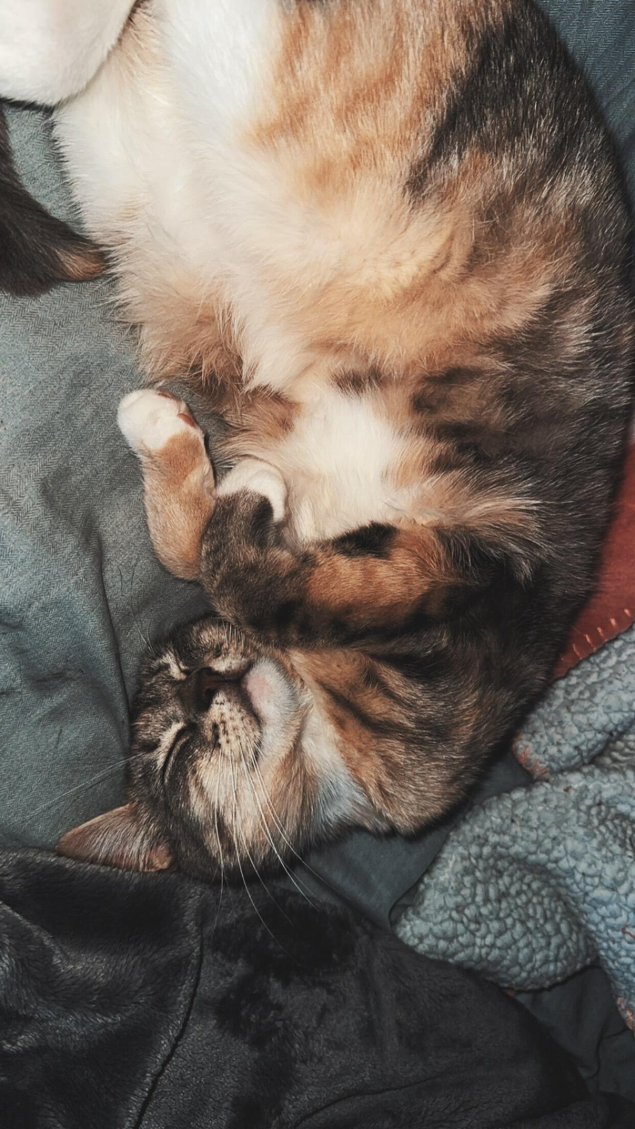 Phoebe becomes part of the family.