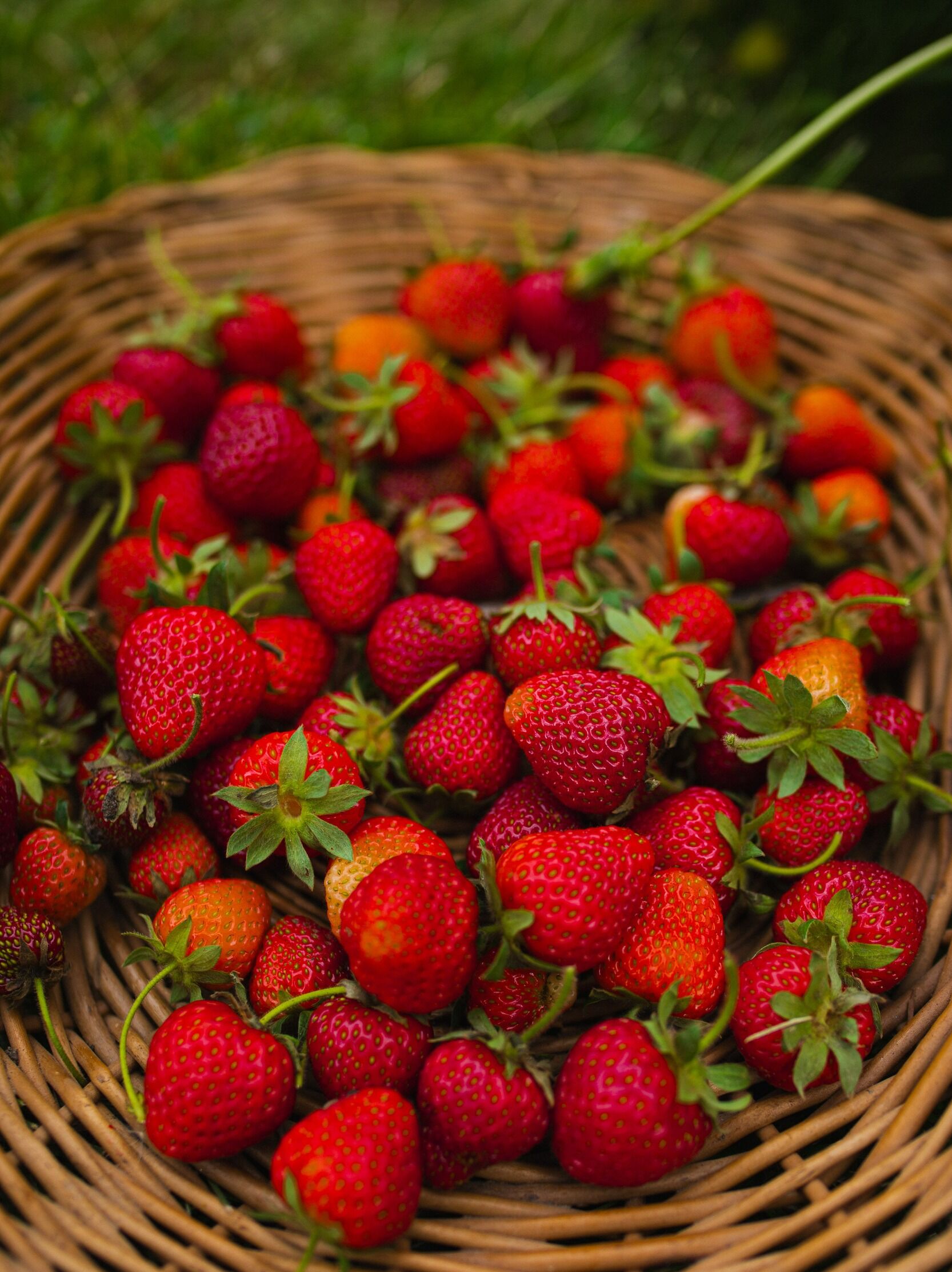 Picture of The Ivy Place Berry Farm