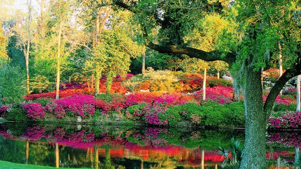 Picture of Middleton Place 
