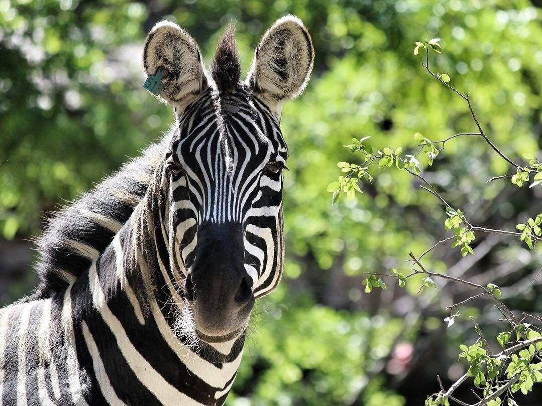Picture of Fort Worth Zoo