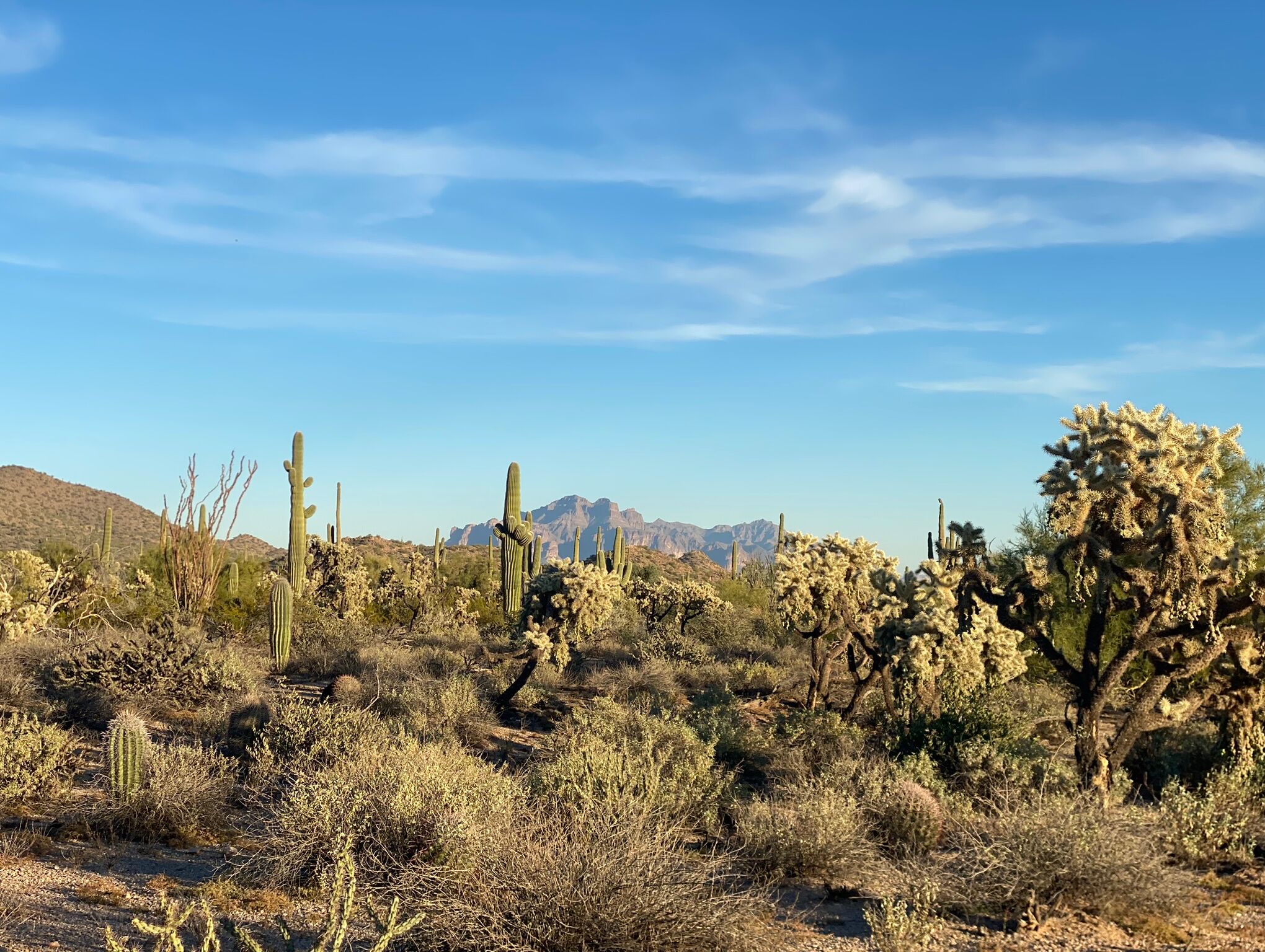 Picture of Usery Mountain Regional Park