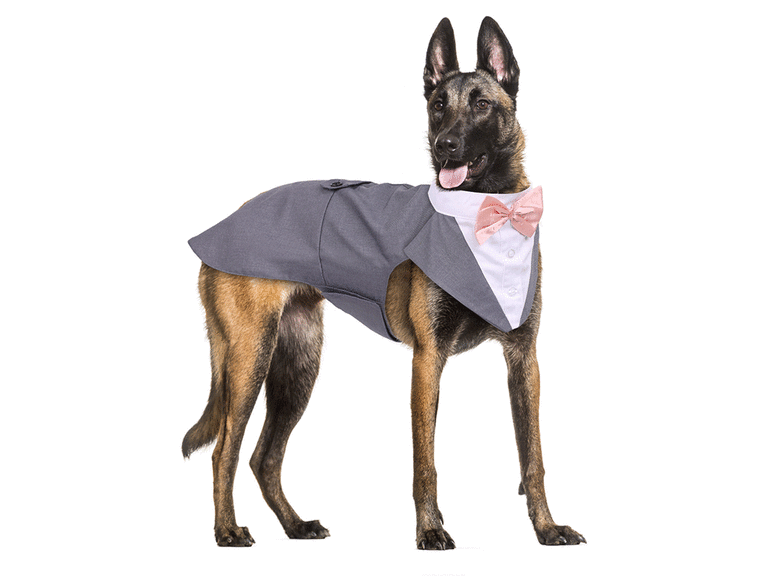 Dog Wedding Attire To Keep Your Pup Stylish on the Big Day