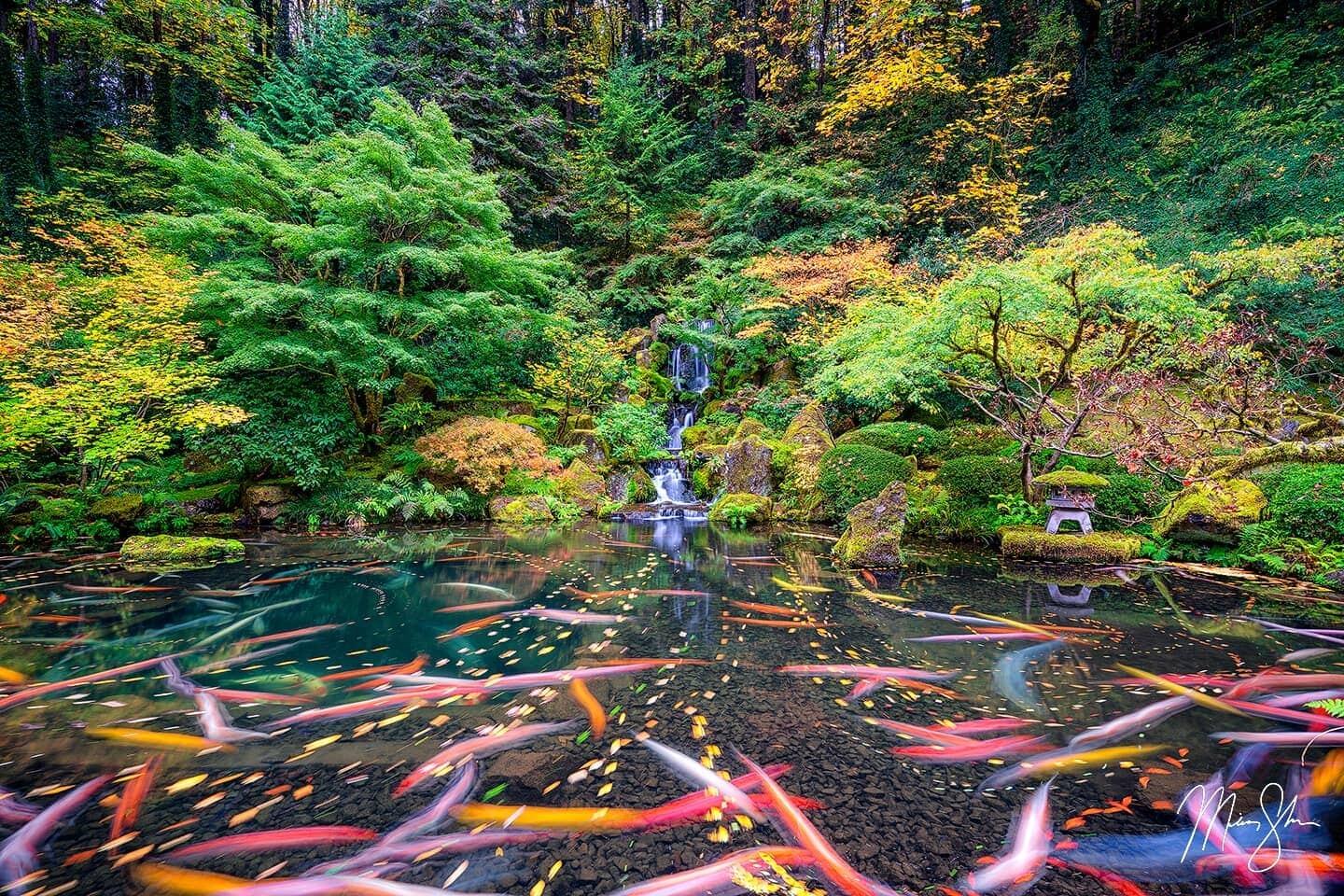 Picture of Portland Japanese Garden