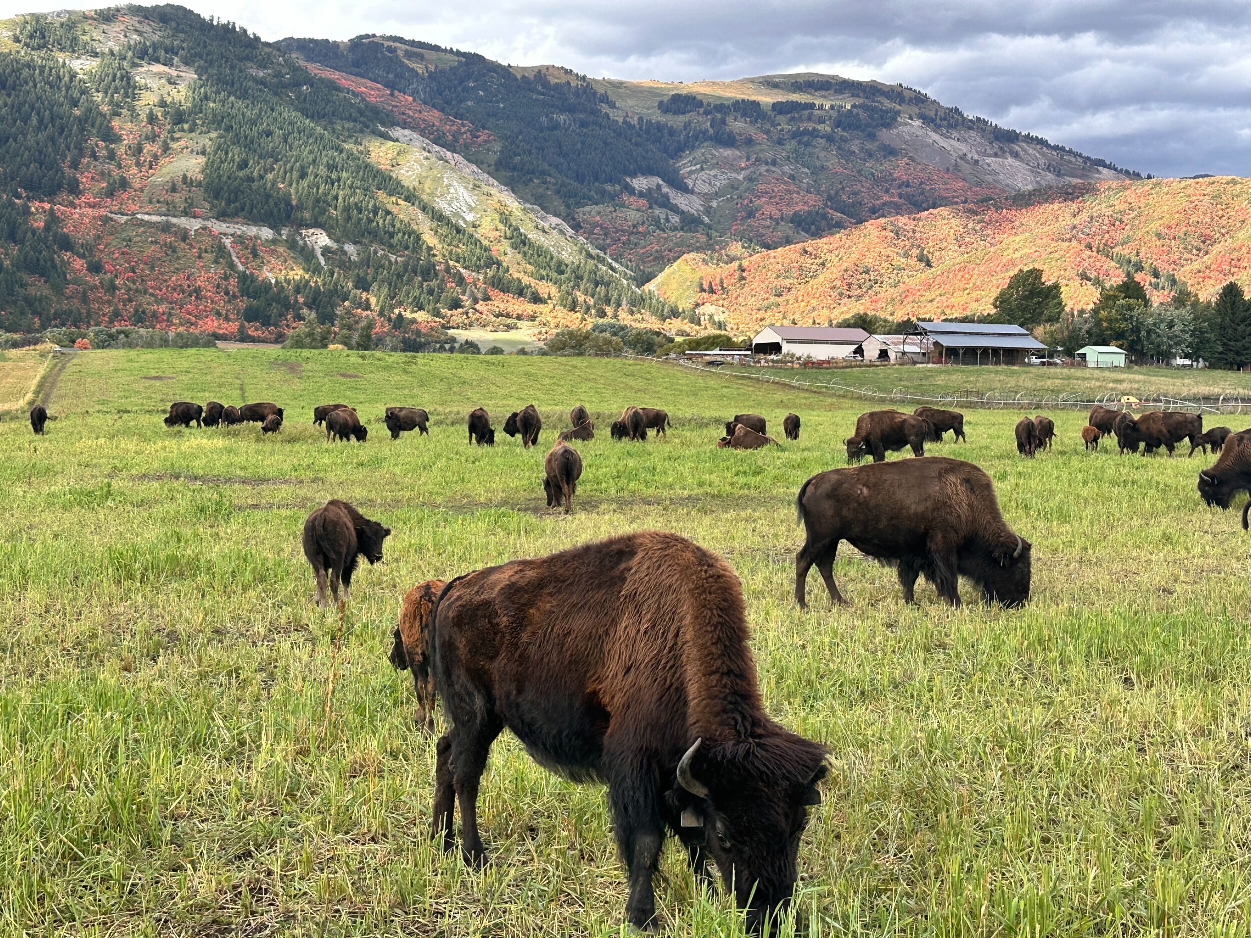 Picture of Bison Farm