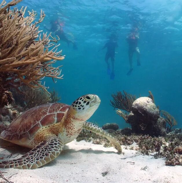 Picture of Snorkeling at Cabo Pulmo