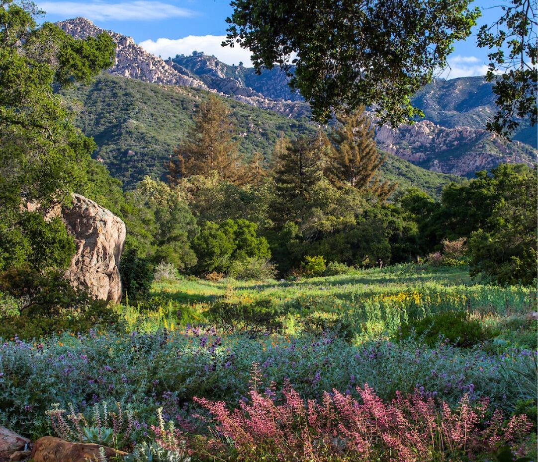 Picture of Santa Barbara Botanic Garden